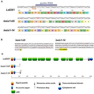 Gene Editing of the Decoy Receptor LeEIX1 Increases Host Receptivity to Trichoderma Bio-Control